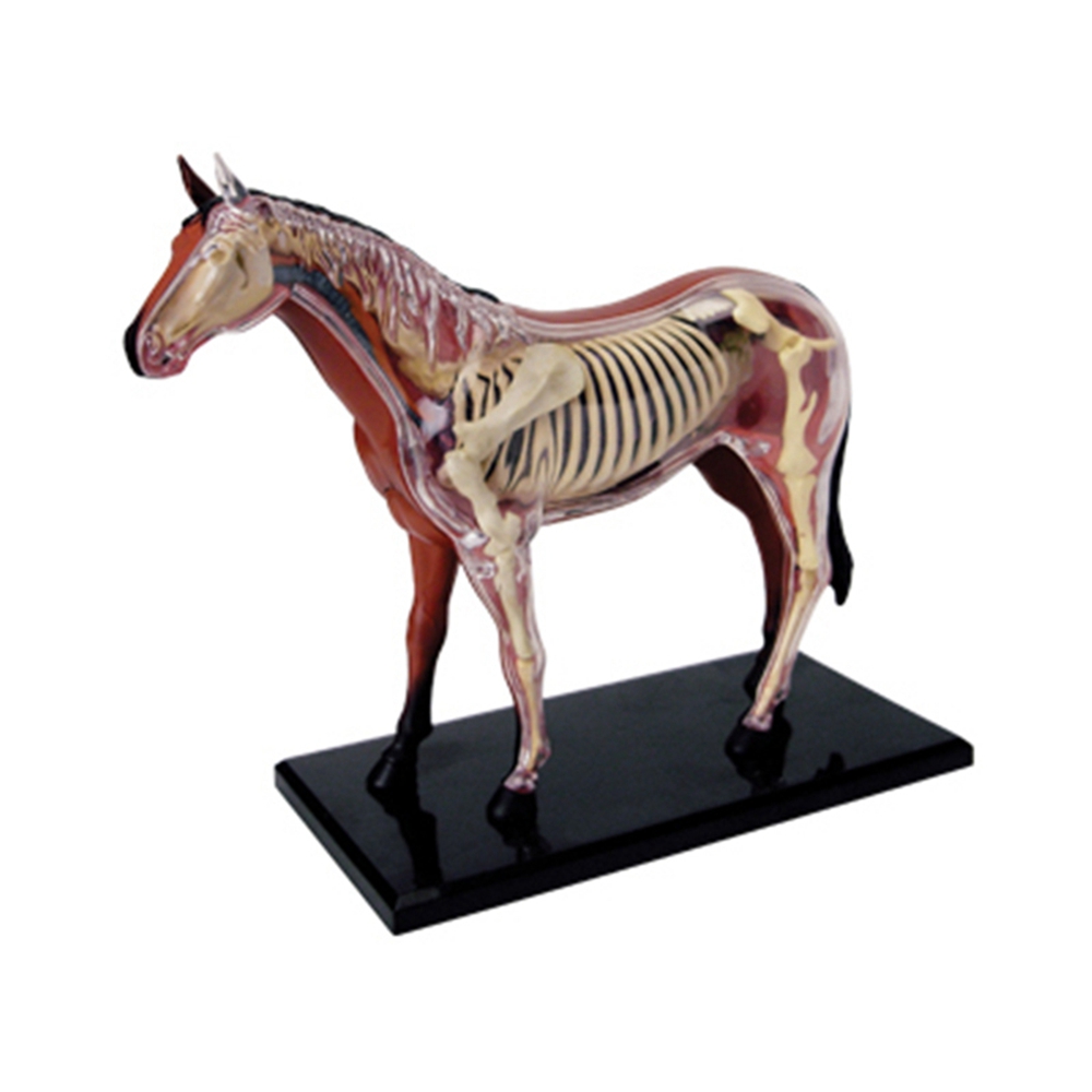 Animal Organ Anatomy Model 4D  - Science Diy Model review and price