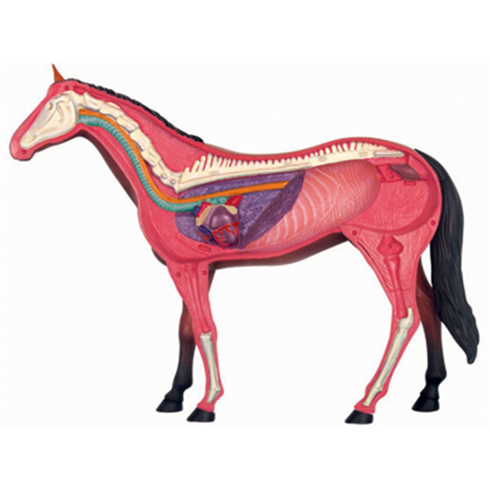 Animal Organ Anatomy Model 4D  - Science Diy Model review and price