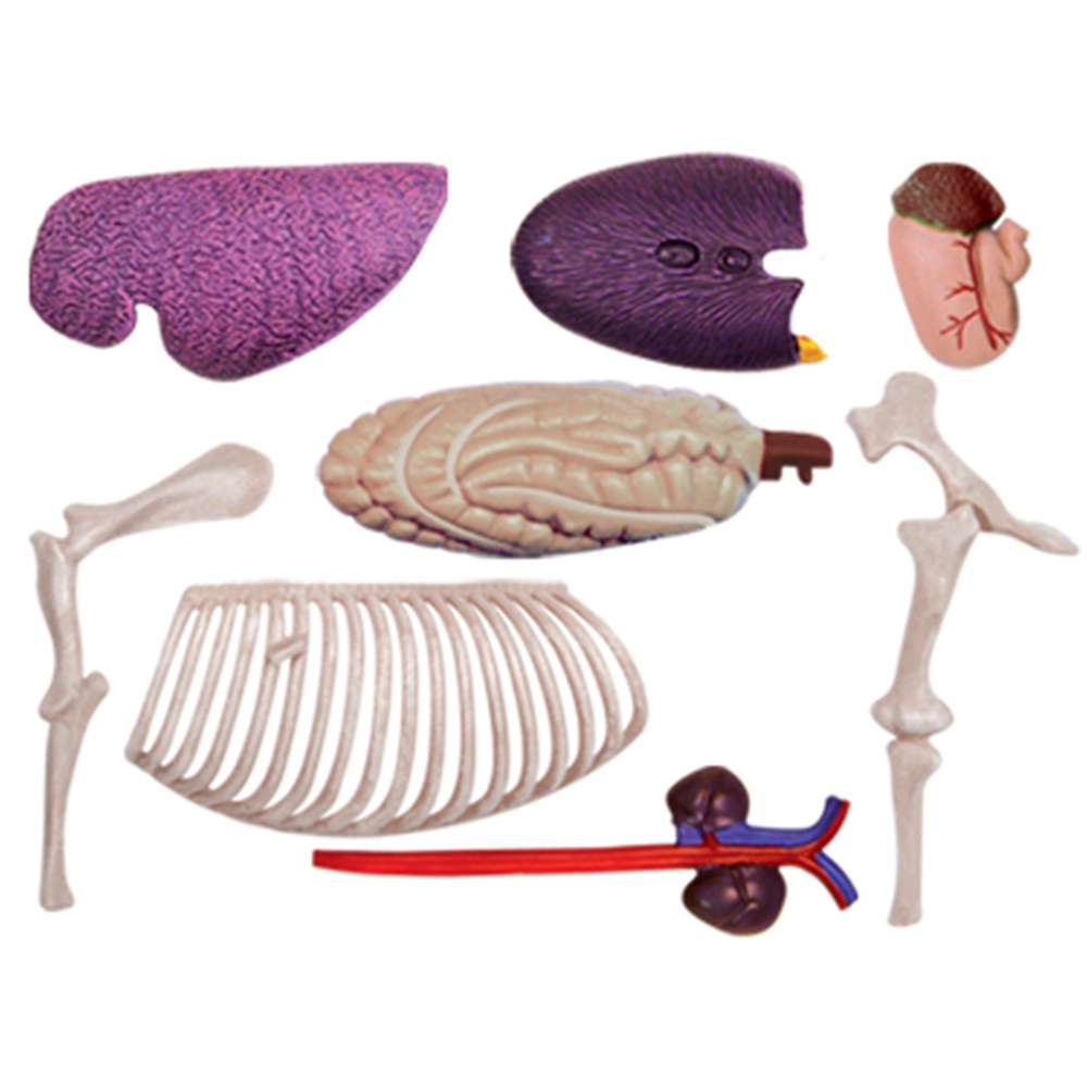 Animal Organ Anatomy Model 4D  - Science Diy Model review and price